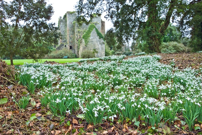 snowdrops-castle-kenedy