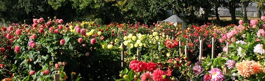 The national Dahlia Collection