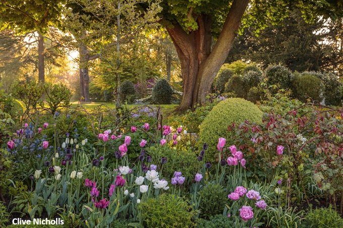morton-hall-tulips