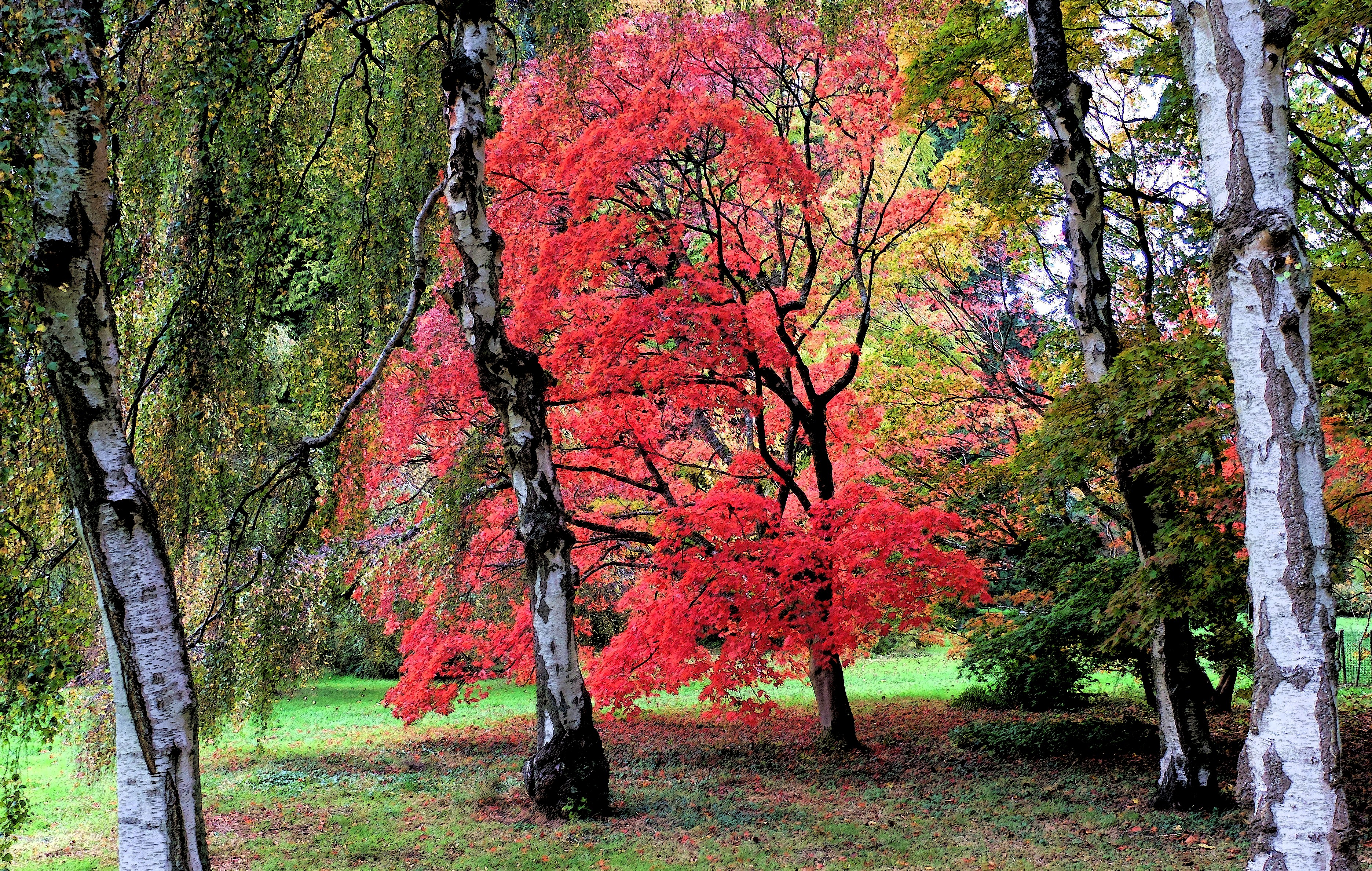 Westonbirt Arboretum