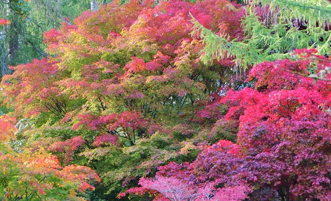 westonbirt-arboretumn.jpg