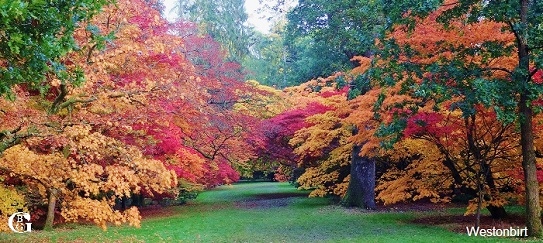 westonbirt-arboretum-news