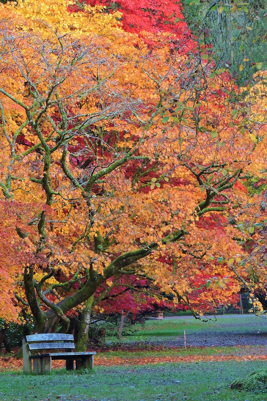 westonbirt-arboretum-oct-2023-8