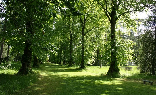 westonbirt-summer